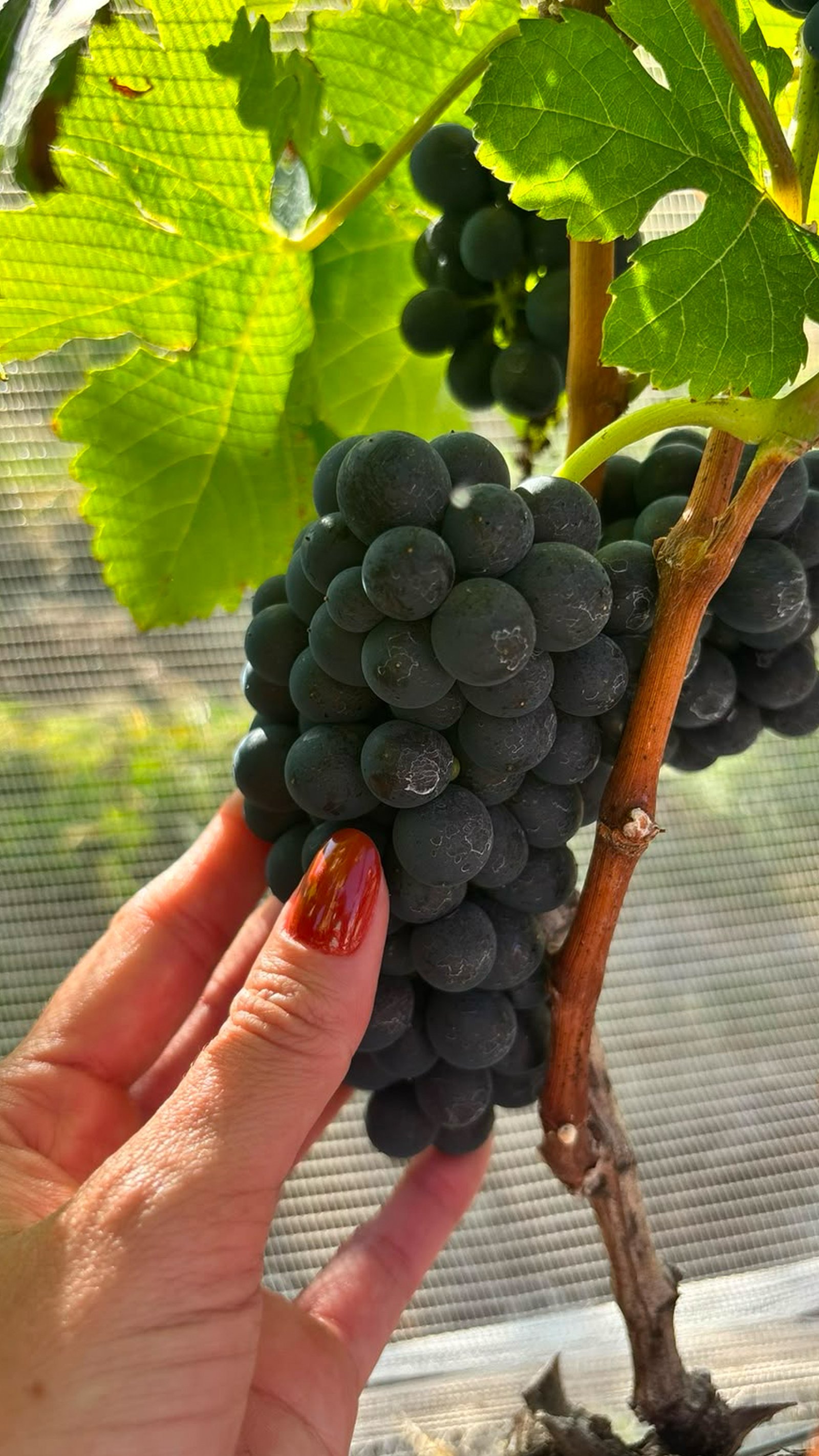 Cachos de uva no vinhedo